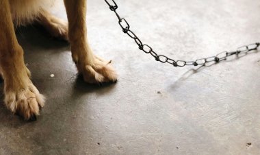 Павлодар тұрғындарын қауып алған иттердің иесі қылмыстық жазаға тартылуы мүмкін