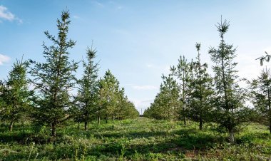 Выгодная покупка земли в Косшы: всего 15 минут от Астаны