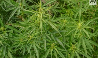 Павлодар облысында аса ірі көлемде кептірілген марихуана сатқан тұрғын қамауға алынды