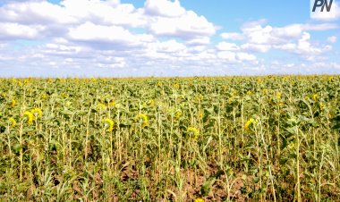 АПК Павлодарской области показал рост в соответствии с поручением Президента