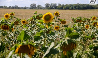 Павлодар облысының астықты өлкесі жаңа бағытты қолға алды