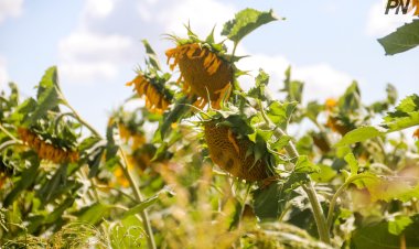 В Павлодарской области поддержат масличное производство