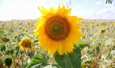 Актогайские фермеры сделали упор на масличные культуры