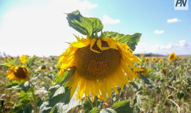 Ақтоғайлық шаруалар майлы дақылдарға басымдық берді