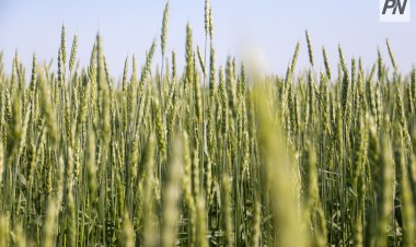 Павлодар ауданында мал азығын дайындау науқаны басталды