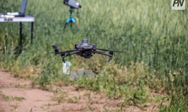 Павлодарлық ғалымдар астық ауруларын ерте анықтайтын жүйе әзірлеуде