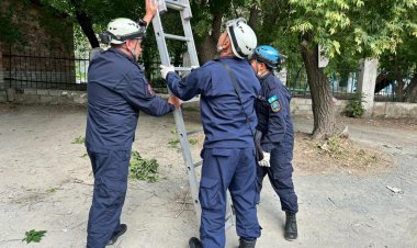 Спасителя кота в Павлодаре сняли с дерева