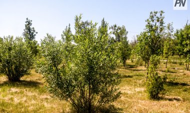 Павлодар сохраняет память прошлого в зелёных аллеях
