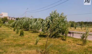 Павлодарда эковолонтерлер жаңа экологиялық жобаларды талқылады