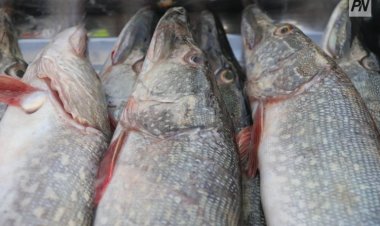 В Павлодарской области оценили потенциал прудовых хозяйств