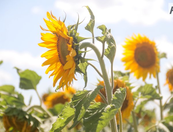 Рекорд десятилетия: в Успенском районе урожай масличных превысил сбор зерновых