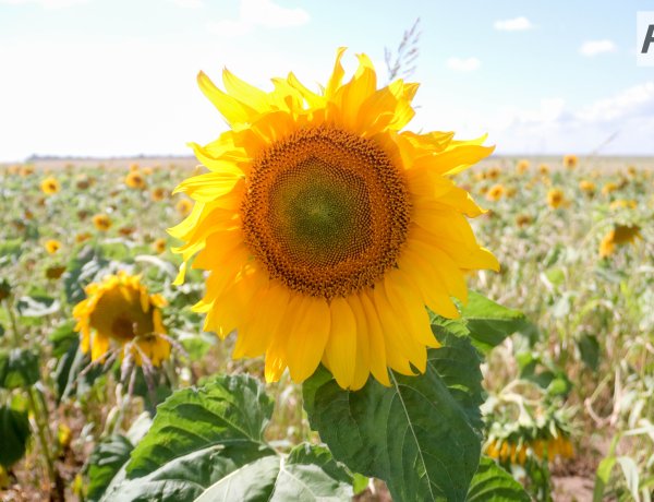 Актогайские фермеры сделали упор на масличные культуры