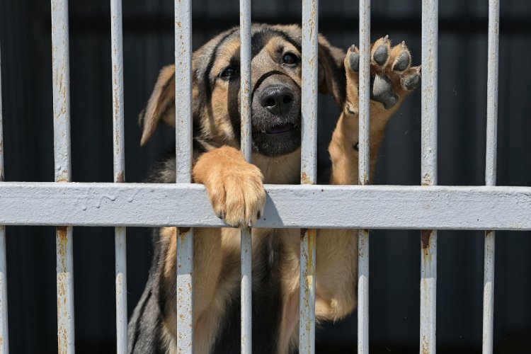 Жалаңаш қыз қаланы аралап жүр