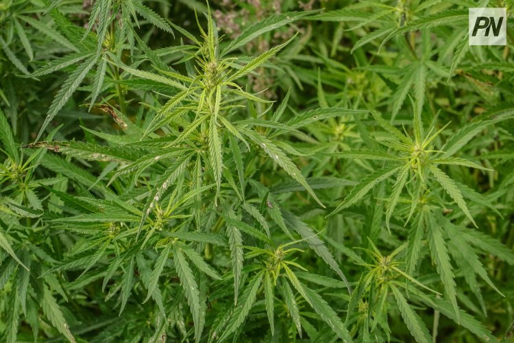 Павлодар облысында аса ірі көлемде кептірілген марихуана сатқан тұрғын қамауға алынды