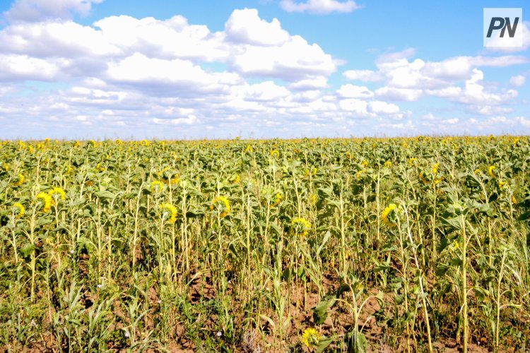 АПК Павлодарской области показал рост в соответствии с поручением Президента
