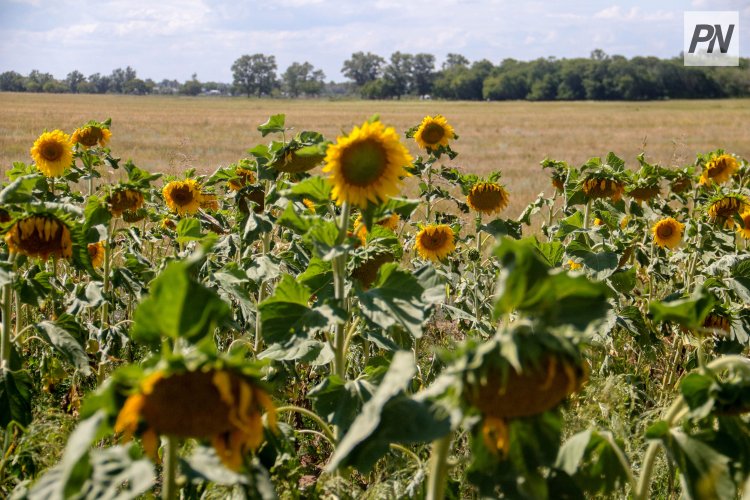 Павлодар облысының астықты өлкесі жаңа бағытты қолға алды