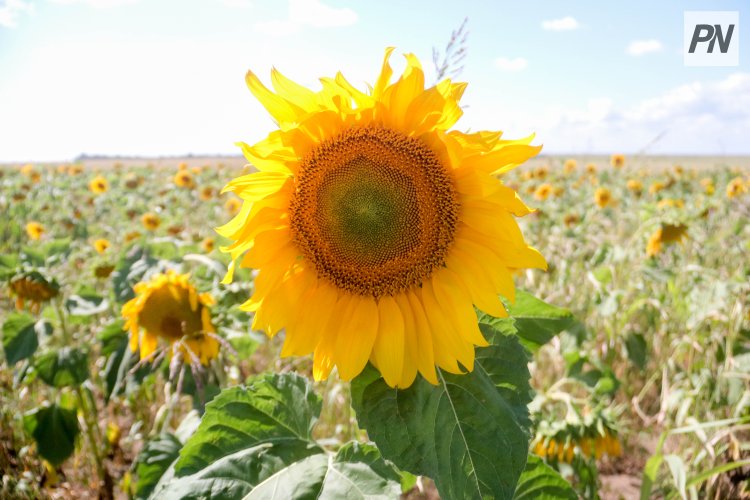 Актогайские фермеры сделали упор на масличные культуры