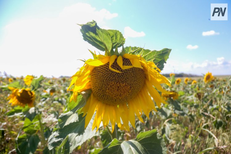 Ақтоғайлық шаруалар майлы дақылдарға басымдық берді