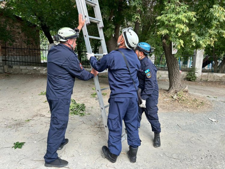 Спасителя кота в Павлодаре сняли с дерева