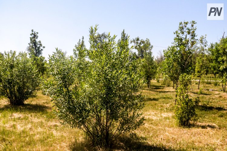 Павлодар сохраняет память прошлого в зелёных аллеях