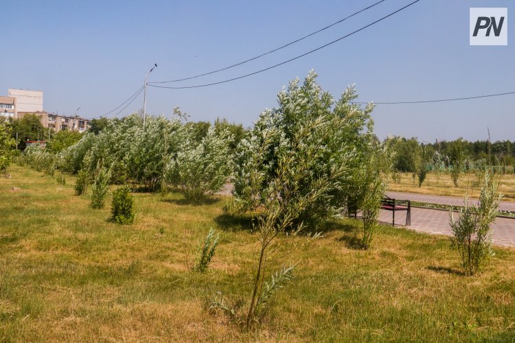 Павлодарда эковолонтерлер жаңа экологиялық жобаларды талқылады