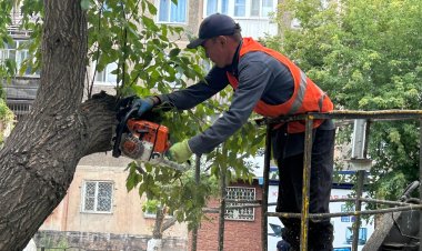Павлодарда өсіп тұрған және ауру ағаштарға қандай күтім жасалуда?