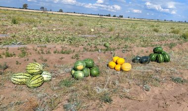 Аққулы ауданы республика бойынша қарбыздан ең жоғары өнімділік беруде