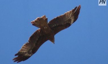 В Павлодарской области пресекли контрабанду краснокнижных птиц