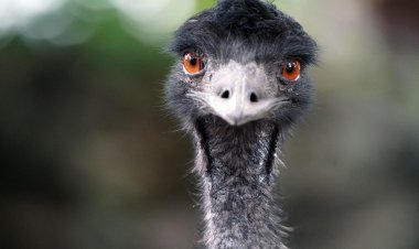 В США вырастили эму, считающего себя уткой