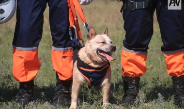 Павлодарда төрт аяқты «десантшылар» қызметке кірісті