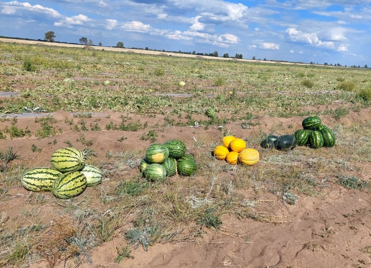 Аққулы ауданы республика бойынша қарбыздан ең жоғары өнімділік беруде