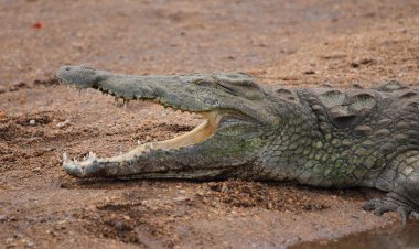 В школьный двор Малайзии забрёл крокодил