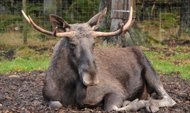 В Австрии заметили рогатого «иммигранта»