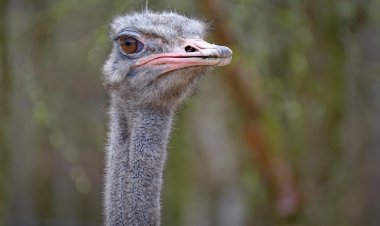 Для жители Китая страусы стали средством передвижения