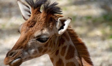 В Англии жирафу вернули обоняние с помощью ингалятора
