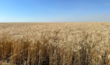Ертіс ауданының аграрлық әлеуетін өсіретін құрылғы пайда болады