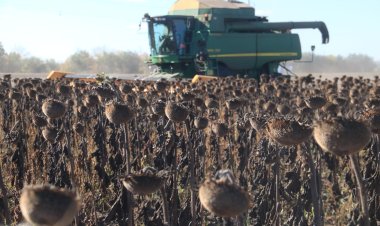 Биыл Железин ауданында майлы дақылдарға басымдылық берілді