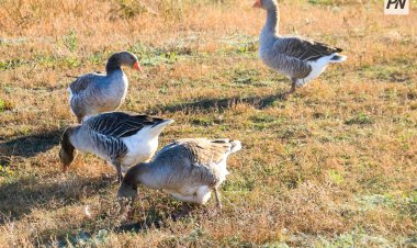 Май ауданында мал ұрылары жеке тұрғын үйге заңсыз кіріп, ұсталды