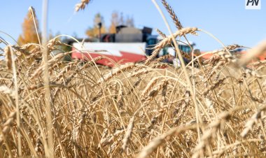Урожай в Павлодарской области превысил планку в миллион тонн