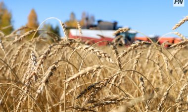 Урожайность зерновых выросла в Иртышском районе