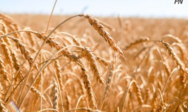 Павлодарских аграриев поздравили с профессиональным праздником