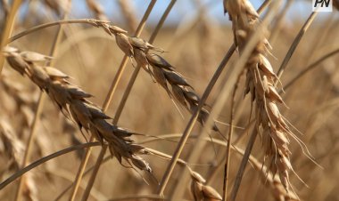 Павлодарская область усилила позиции на инвестиционной карте страны