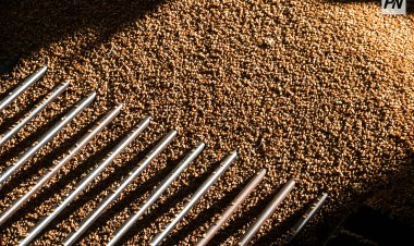 Павлодар облысында рекордтық өнім жиналды