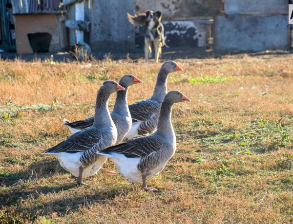 Павлодар облысының тұрғыны қаз шаруашылығын дөңгелетуде