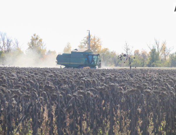 Аққулыда бақша дақылдары ауыл шаруашылығындағы басты жетістікке айналды