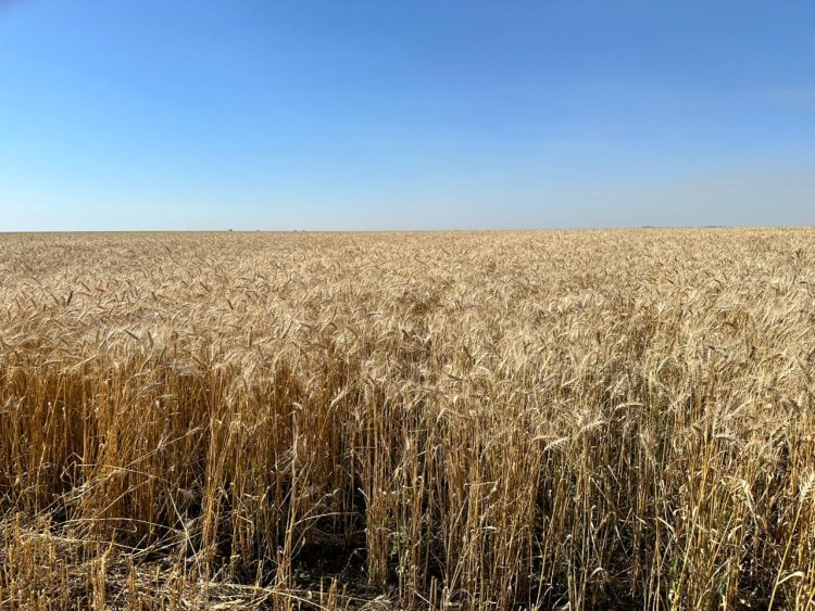 Ертіс ауданының аграрлық әлеуетін өсіретін құрылғы пайда болады