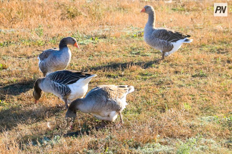 Май ауданында мал ұрылары жеке тұрғын үйге заңсыз кіріп, ұсталды