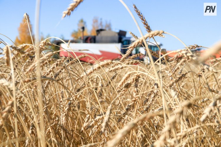 Урожай в Павлодарской области превысил планку в миллион тонн
