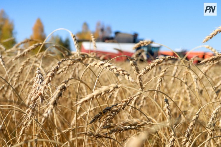 Урожайность зерновых выросла в Иртышском районе