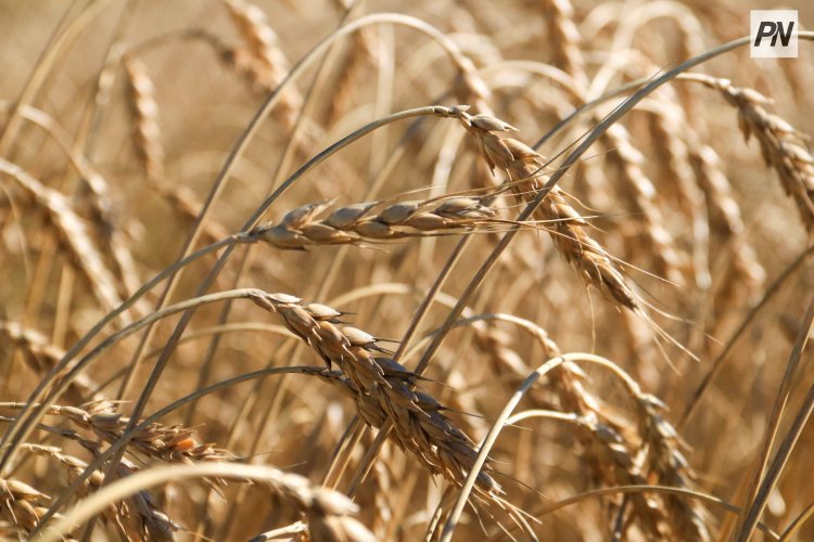 В Иртышском районе убрали 70% зерновых культур